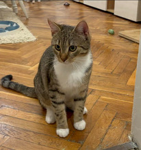 THEO, Katze, Europäisch Kurzhaar in Bulgarien - Bild 13
