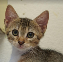 THEO, Katze, Europäisch Kurzhaar in Bulgarien - Bild 14