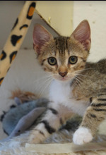 THEO, Katze, Europäisch Kurzhaar in Bulgarien - Bild 16