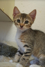 THEO, Katze, Europäisch Kurzhaar in Bulgarien - Bild 17