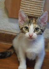 DAISY, Katze, Europäisch Kurzhaar in Bulgarien - Bild 14