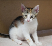 DAISY, Katze, Europäisch Kurzhaar in Bulgarien - Bild 15