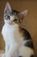 DAISY, Katze, Europäisch Kurzhaar in Bulgarien - Bild 16