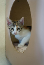 DAISY, Katze, Europäisch Kurzhaar in Bulgarien - Bild 17