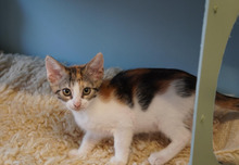 DAISY, Katze, Europäisch Kurzhaar in Bulgarien - Bild 18