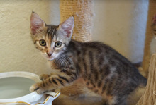 CALLIE, Katze, Europäisch Kurzhaar in Bulgarien - Bild 5