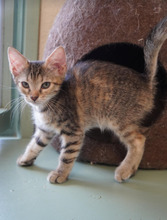 CHLOE, Katze, Europäisch Kurzhaar in Bulgarien - Bild 16