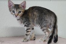 CHLOE, Katze, Europäisch Kurzhaar in Bulgarien - Bild 17