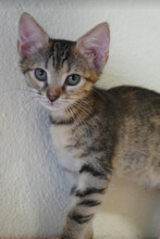 CHLOE, Katze, Europäisch Kurzhaar in Bulgarien - Bild 18