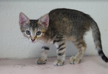 CHLOE, Katze, Europäisch Kurzhaar in Bulgarien - Bild 19