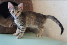 CHLOE, Katze, Europäisch Kurzhaar in Bulgarien - Bild 20