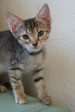 CHLOE, Katze, Europäisch Kurzhaar in Bulgarien - Bild 21