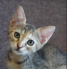 ZOEY, Katze, Europäisch Kurzhaar in Bulgarien - Bild 12