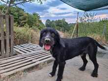 CLOONY, Hund, Schnauzer-Mix in Griechenland - Bild 1