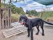 CLOONY, Hund, Schnauzer-Mix in Griechenland - Bild 2