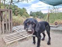 CLOONY, Hund, Schnauzer-Mix in Griechenland - Bild 3