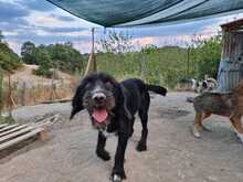 CLOONY, Hund, Schnauzer-Mix in Griechenland - Bild 4