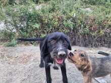 CLOONY, Hund, Schnauzer-Mix in Griechenland - Bild 5