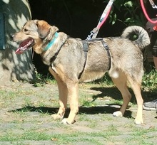 SKY, Hund, Mischlingshund in Heimbach - Bild 4