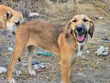 EDA, Hund, Mischlingshund in Griechenland - Bild 1