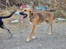 EDA, Hund, Mischlingshund in Griechenland - Bild 10