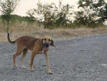 EDA, Hund, Mischlingshund in Griechenland - Bild 3