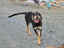 MEDDOX, Hund, Mischlingshund in Griechenland - Bild 10