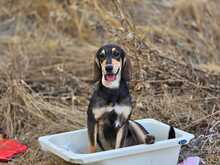 MEDDOX, Hund, Mischlingshund in Griechenland - Bild 3