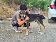 MEDDOX, Hund, Mischlingshund in Griechenland - Bild 4