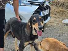 MEDDOX, Hund, Mischlingshund in Griechenland - Bild 8