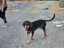 MEDDOX, Hund, Mischlingshund in Griechenland - Bild 9