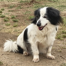 YUKI, Hund, Mischlingshund in Griechenland - Bild 10