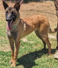 ZORRO, Hund, Malinois in Griechenland - Bild 1