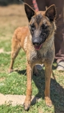 ZORRO, Hund, Malinois in Griechenland - Bild 10