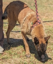 ZORRO, Hund, Malinois in Griechenland - Bild 11