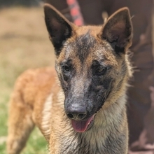 ZORRO, Hund, Malinois in Griechenland - Bild 12