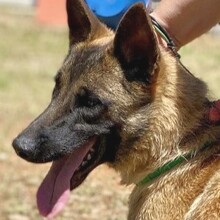 ZORRO, Hund, Malinois in Griechenland - Bild 13