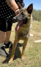 ZORRO, Hund, Malinois in Griechenland - Bild 5