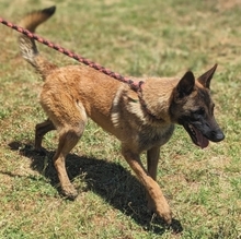 ZORRO, Hund, Malinois in Griechenland - Bild 6