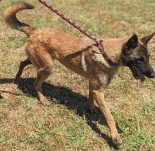 ZORRO, Hund, Malinois in Griechenland - Bild 7