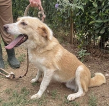 FABIO, Hund, Mischlingshund in Griechenland - Bild 3