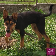 MARTI, Hund, Mischlingshund in Rumänien - Bild 3