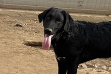 CICCIOJUNIOR, Hund, Maremmano-Flat Coated Retriever-Mix in Italien - Bild 1