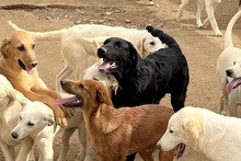 CICCIOJUNIOR, Hund, Maremmano-Flat Coated Retriever-Mix in Italien - Bild 10