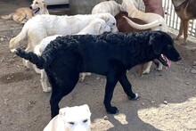 CICCIOJUNIOR, Hund, Maremmano-Flat Coated Retriever-Mix in Italien - Bild 11