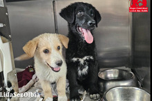 CICCIOJUNIOR, Hund, Maremmano-Flat Coated Retriever-Mix in Italien - Bild 12