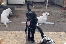 CICCIOJUNIOR, Hund, Maremmano-Flat Coated Retriever-Mix in Italien - Bild 2