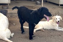 CICCIOJUNIOR, Hund, Maremmano-Flat Coated Retriever-Mix in Italien - Bild 3