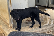 CICCIOJUNIOR, Hund, Maremmano-Flat Coated Retriever-Mix in Italien - Bild 4