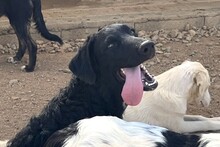 CICCIOJUNIOR, Hund, Maremmano-Flat Coated Retriever-Mix in Italien - Bild 5